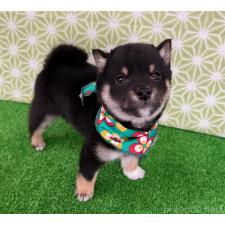 オンライン見学