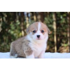 ♀︎ウェルシュコーギーペンブローク