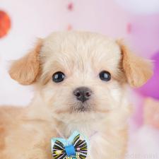 ♀︎チワプー:チワワ×トイプードル