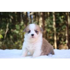 ♀︎ウェルシュコーギーペンブローク