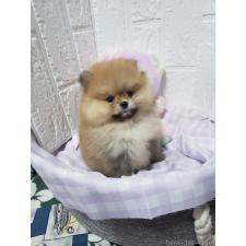 ポメラニアンの子犬