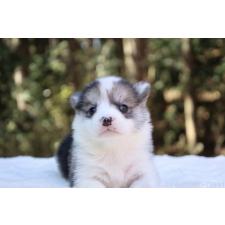 ♀︎ウェルシュコーギーペンブローク