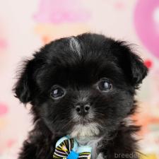 ♀︎ミックス犬