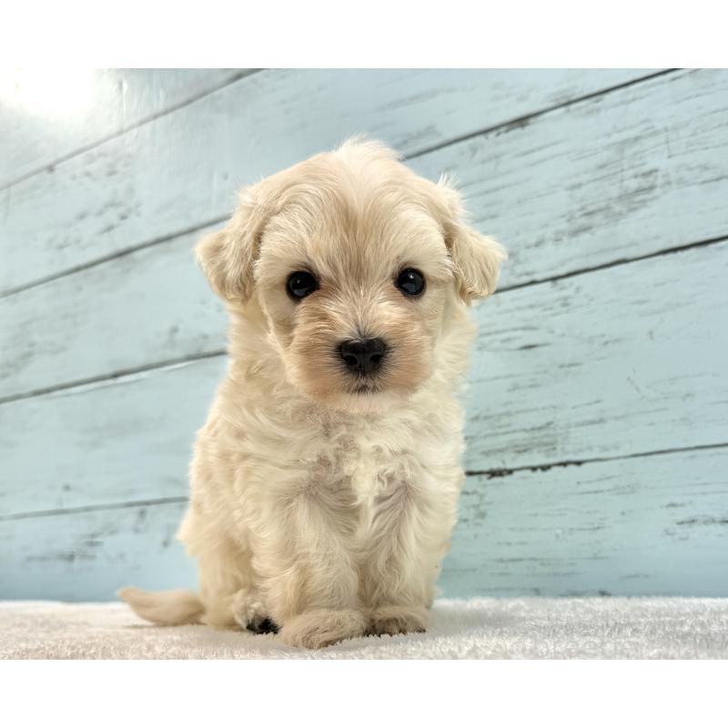 販売中の千葉県のマルプー:マルチーズ×トイプードル-451678の15枚目