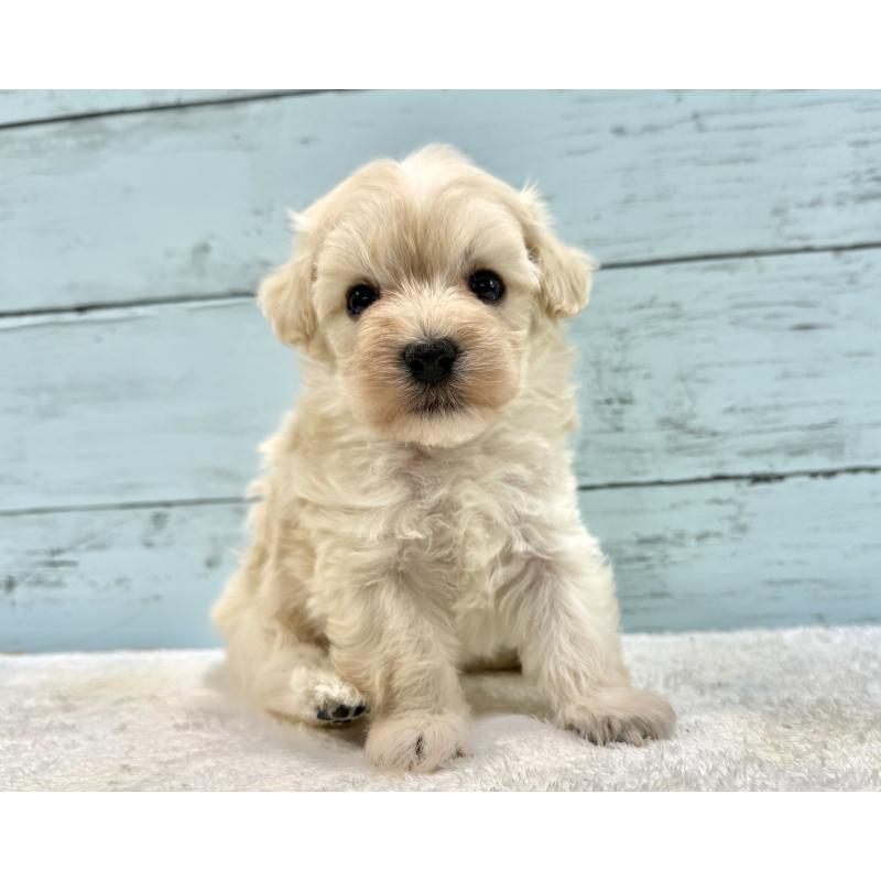 販売中の千葉県のマルプー:マルチーズ×トイプードル-451678の14枚目