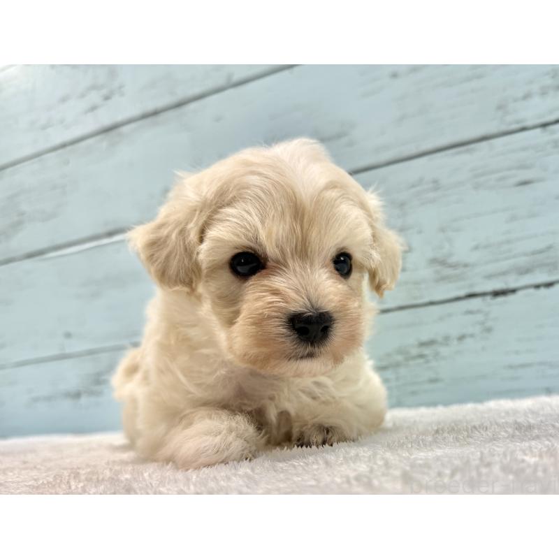 販売中の千葉県のマルプー:マルチーズ×トイプードル-451678の12枚目