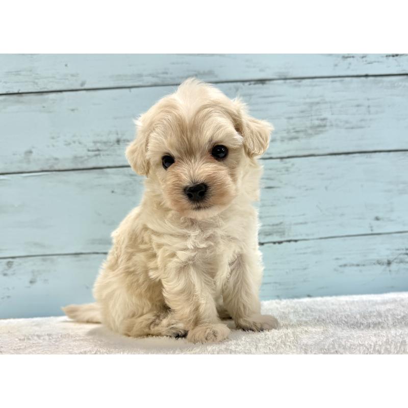 販売中の千葉県のマルプー:マルチーズ×トイプードル-451678の10枚目