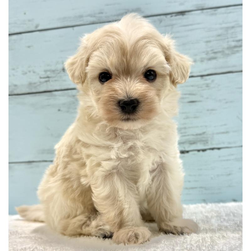 販売中の千葉県のマルプー:マルチーズ×トイプードル-451678の9枚目