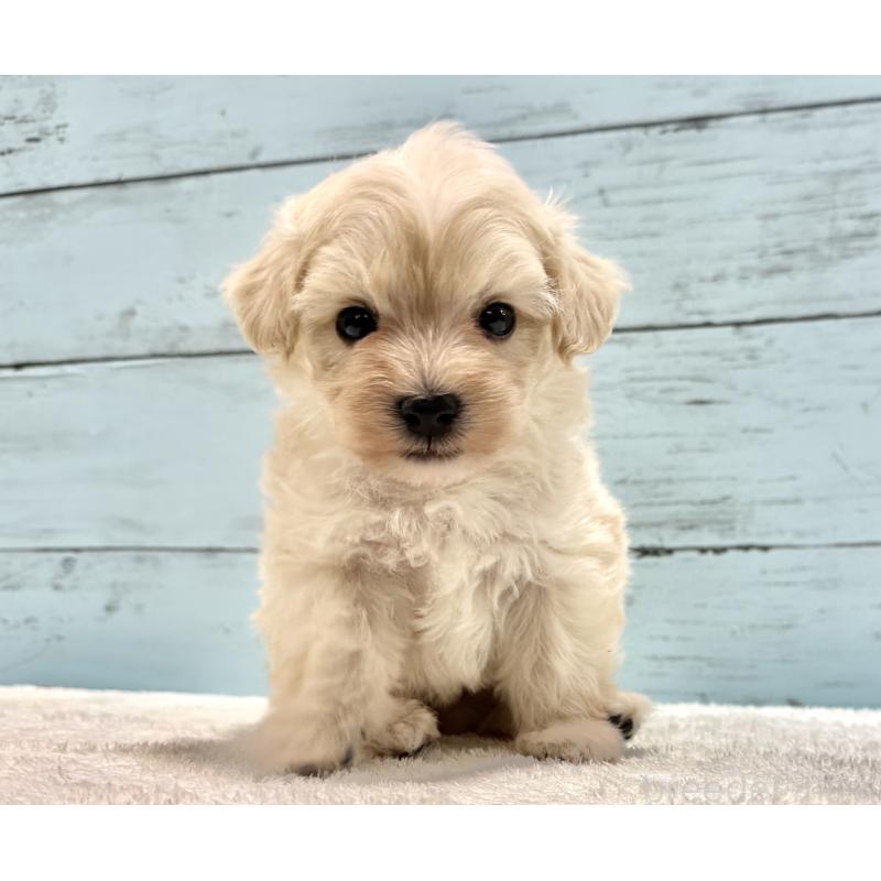 販売中の千葉県のマルプー:マルチーズ×トイプードル-451678の8枚目