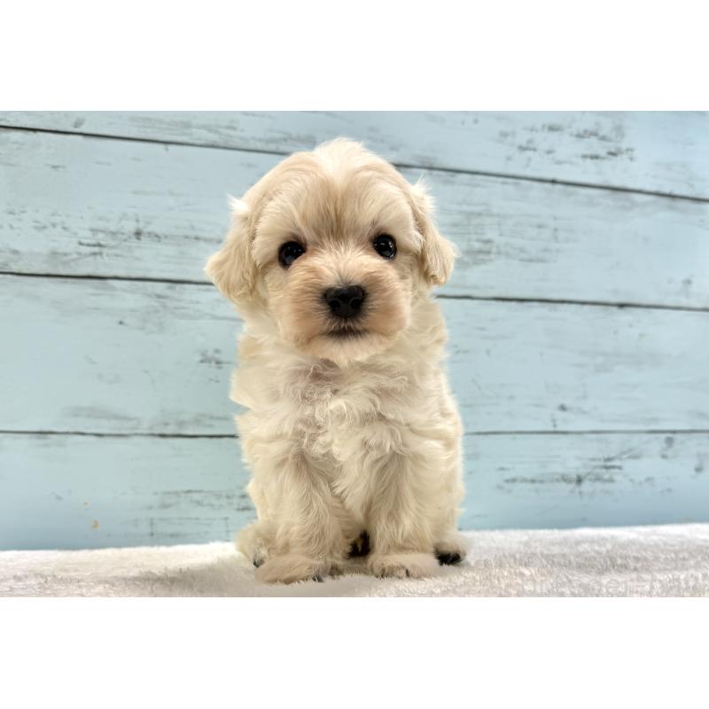 販売中の千葉県のマルプー:マルチーズ×トイプードル-451678の7枚目