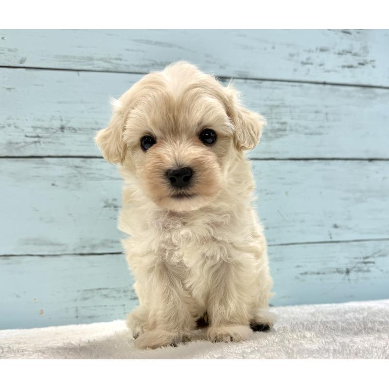 販売中の千葉県のマルプー:マルチーズ×トイプードル-451678の6枚目