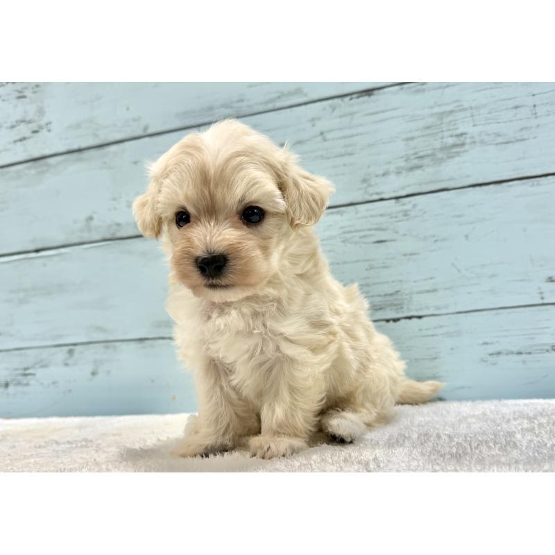 販売中の千葉県のマルプー:マルチーズ×トイプードル-451678の5枚目