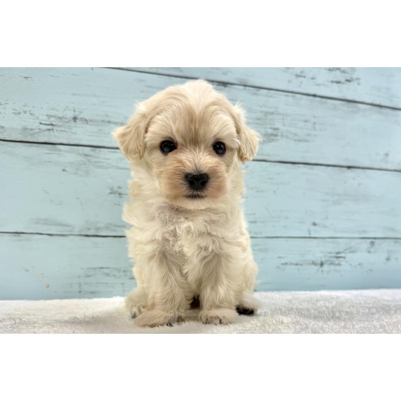 販売中の千葉県のマルプー:マルチーズ×トイプードル-451678の4枚目