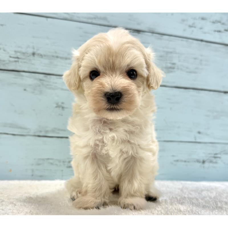 販売中の千葉県のマルプー:マルチーズ×トイプードル-451678の3枚目