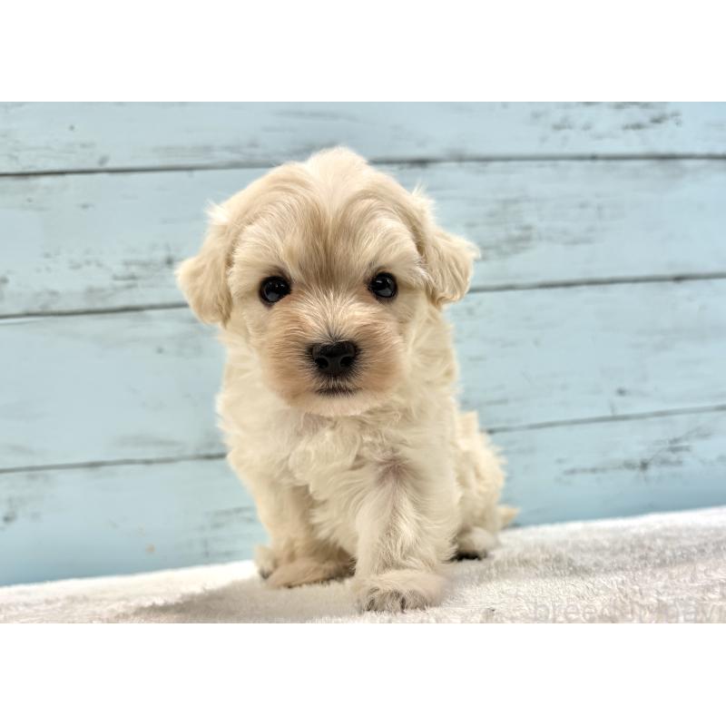 販売中の千葉県のマルプー:マルチーズ×トイプードル-451678の2枚目