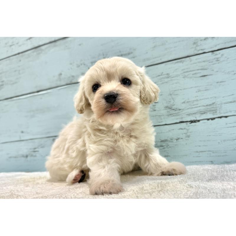 販売中の千葉県のマルプー:マルチーズ×トイプードル-451681の21枚目