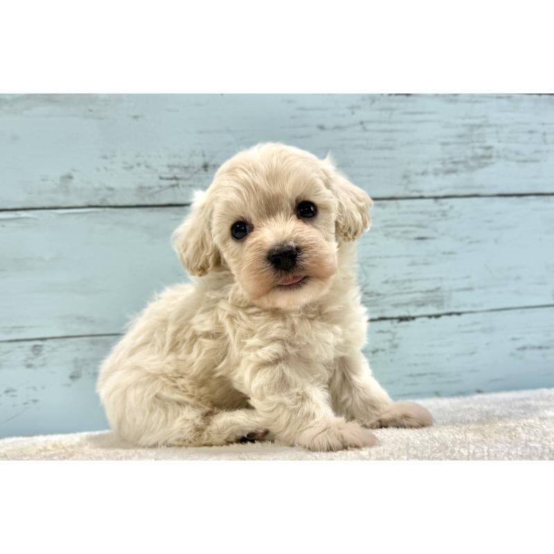 販売中の千葉県のマルプー:マルチーズ×トイプードル-451681の20枚目