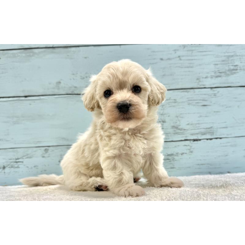 販売中の千葉県のマルプー:マルチーズ×トイプードル-451681の19枚目