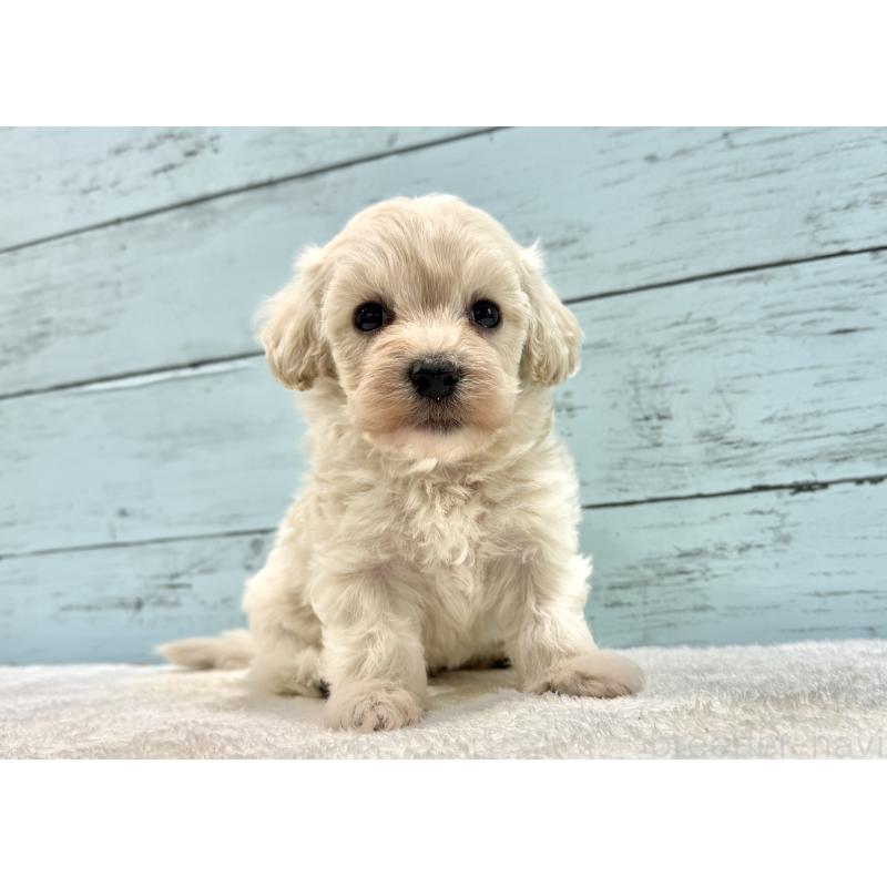 販売中の千葉県のマルプー:マルチーズ×トイプードル-451681の18枚目