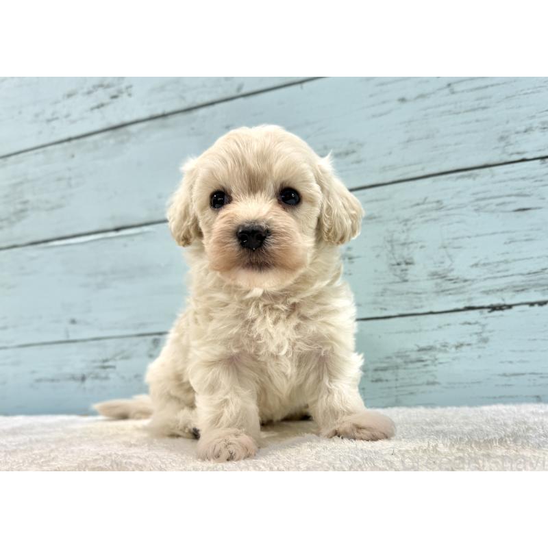 販売中の千葉県のマルプー:マルチーズ×トイプードル-451681の17枚目