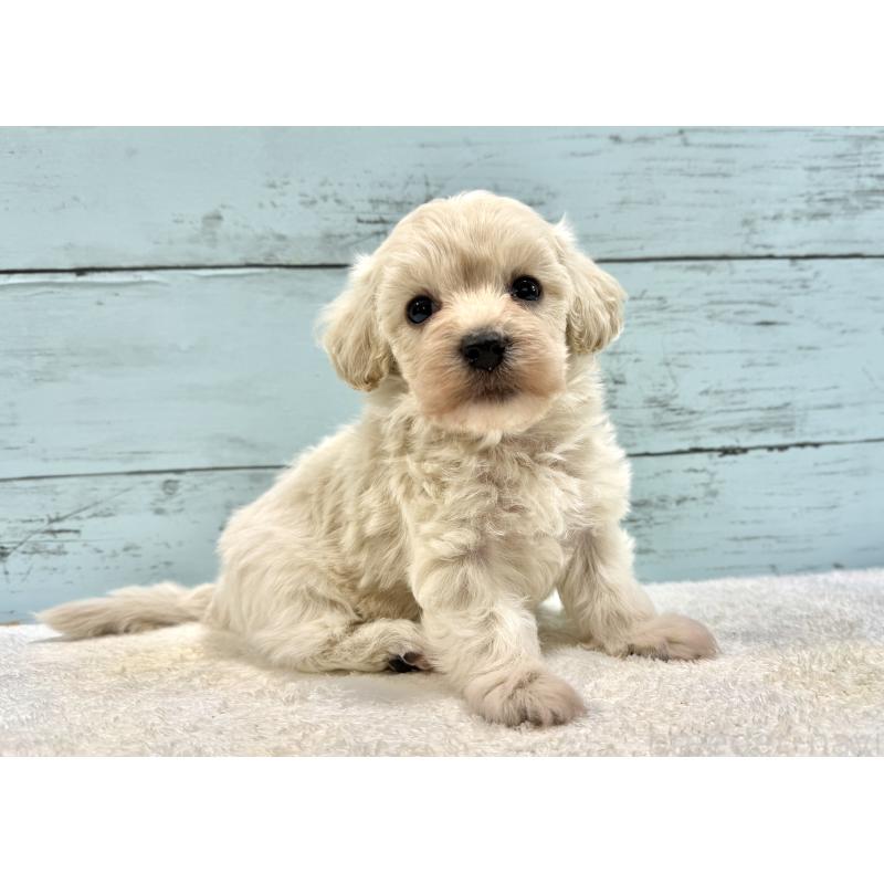 販売中の千葉県のマルプー:マルチーズ×トイプードル-451681の16枚目