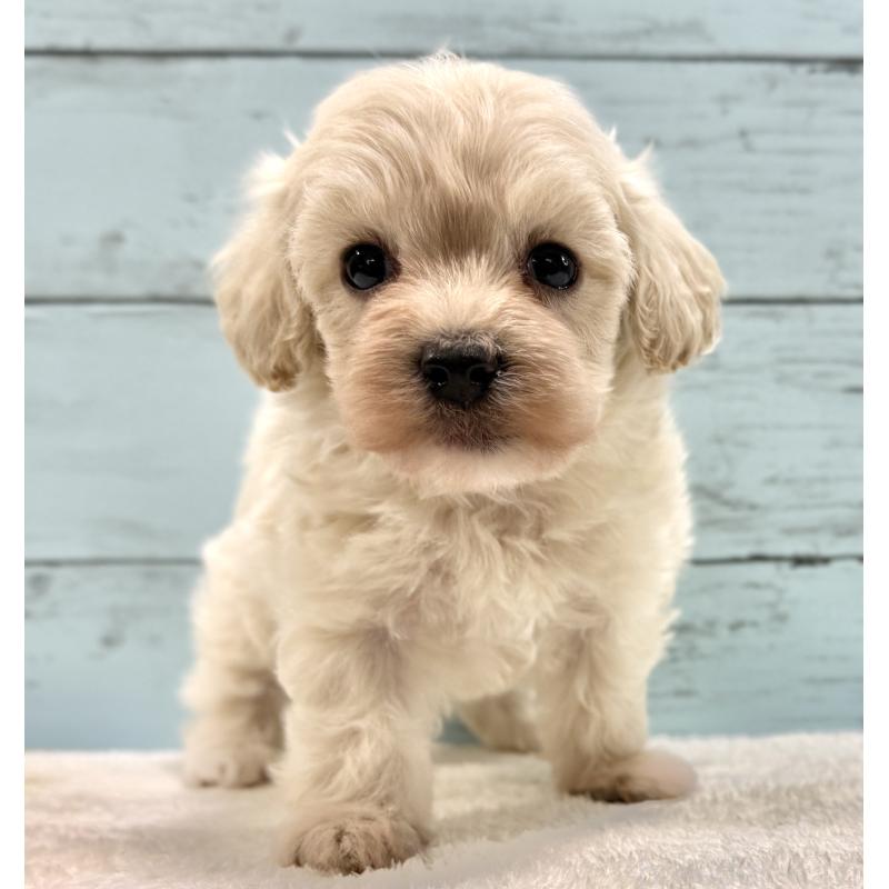 販売中の千葉県のマルプー:マルチーズ×トイプードル-451681の15枚目