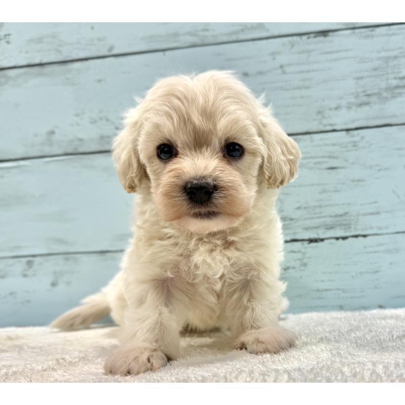 販売中の千葉県のマルプー:マルチーズ×トイプードル-451681の14枚目