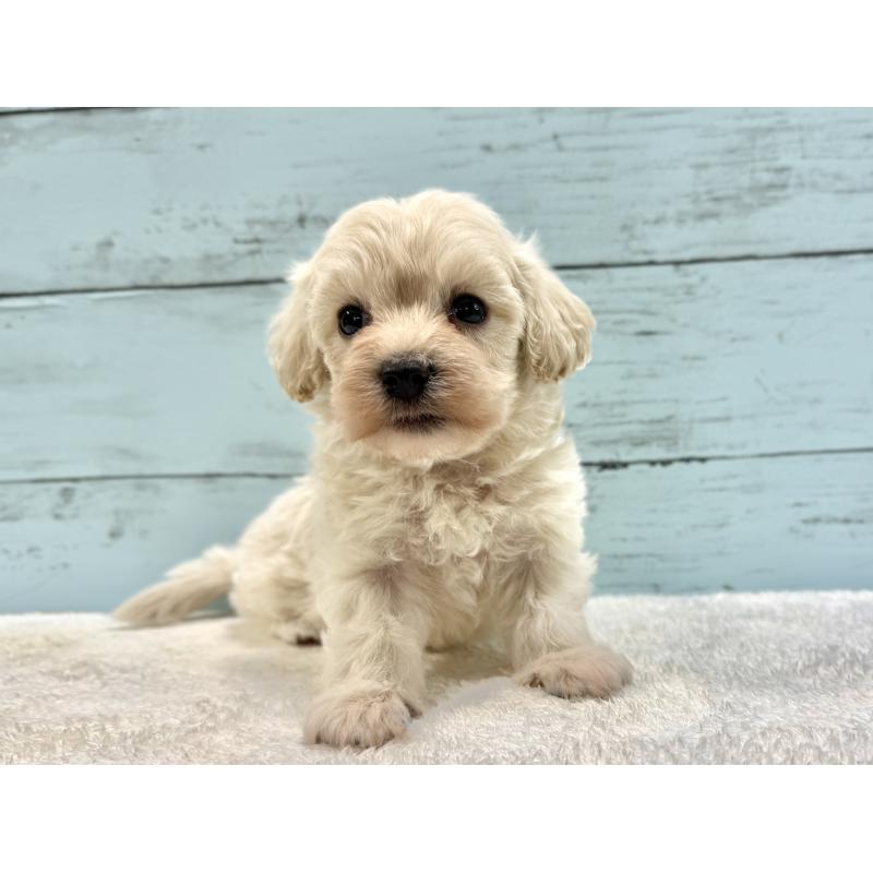 販売中の千葉県のマルプー:マルチーズ×トイプードル-451681の13枚目