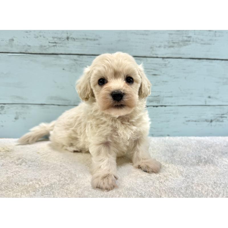 販売中の千葉県のマルプー:マルチーズ×トイプードル-451681の12枚目