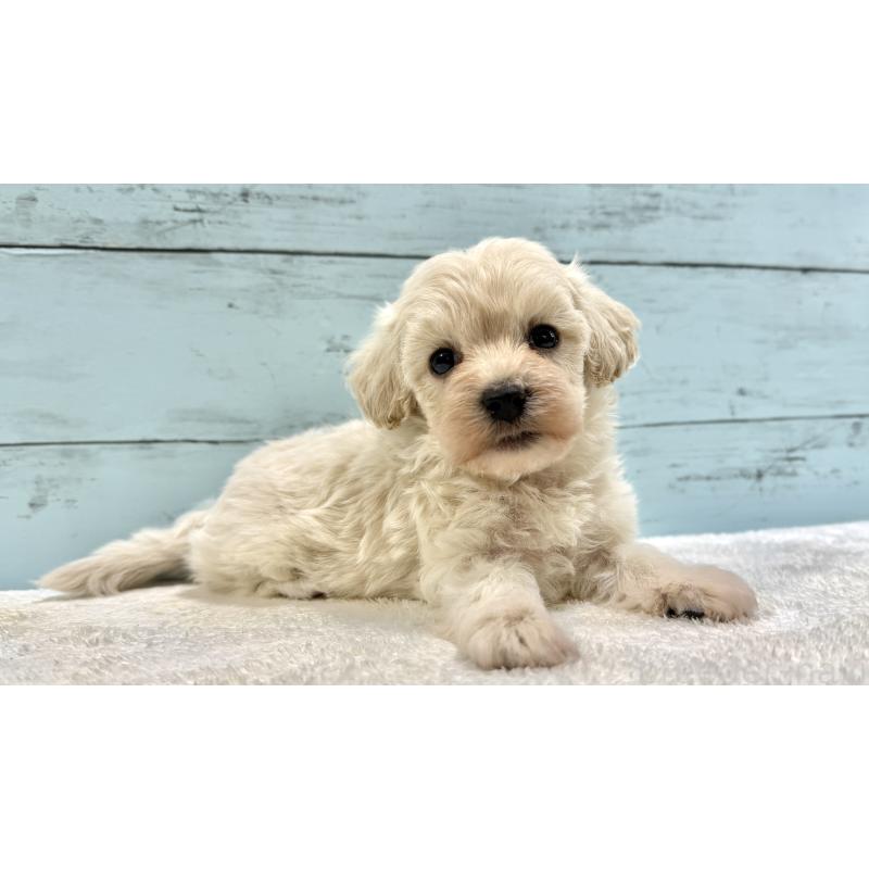 販売中の千葉県のマルプー:マルチーズ×トイプードル-451681の11枚目