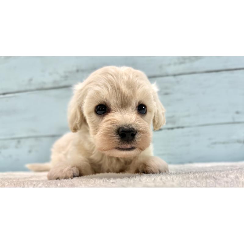 販売中の千葉県のマルプー:マルチーズ×トイプードル-451681の10枚目