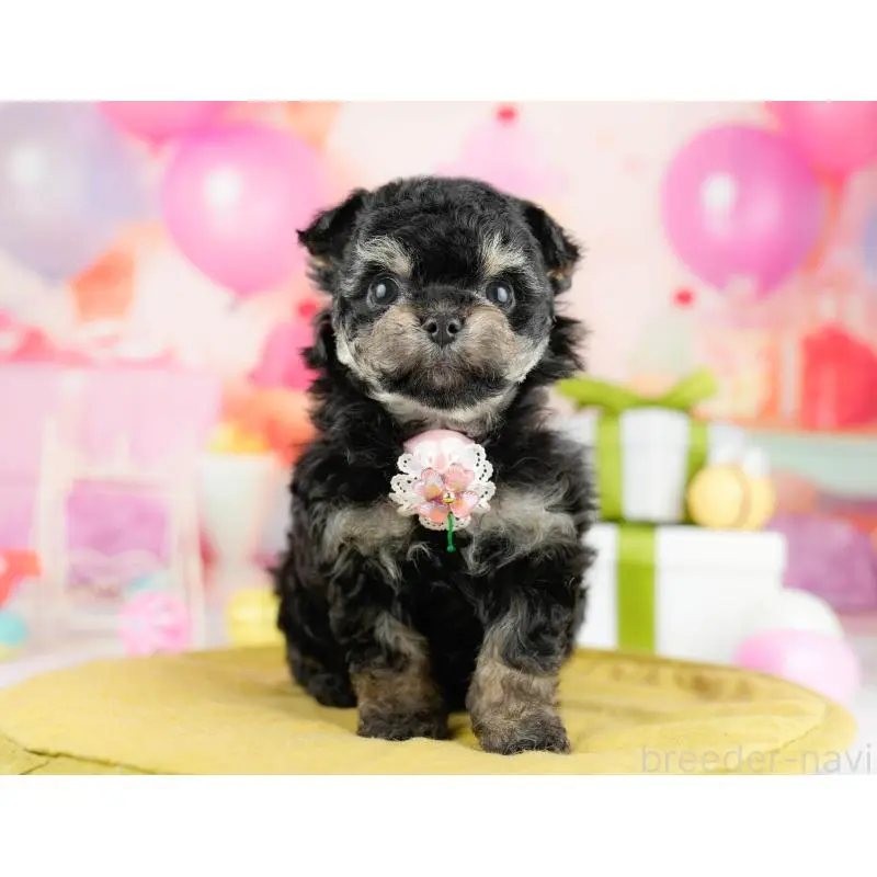 販売中の神奈川県のミックス犬-453023の15枚目