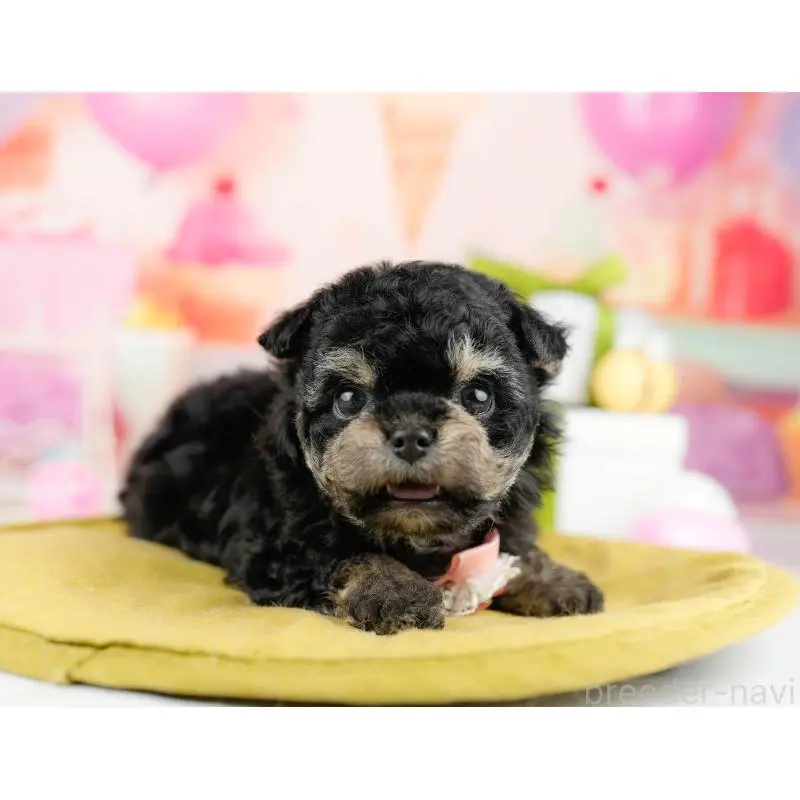 販売中の神奈川県のミックス犬-453023の14枚目