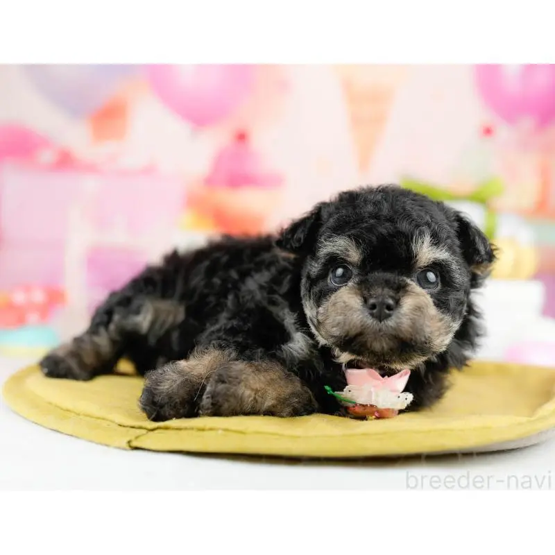 販売中の神奈川県のミックス犬-453023の13枚目