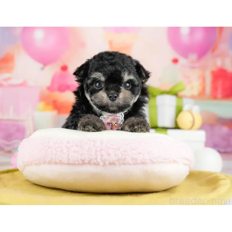 販売中の神奈川県のミックス犬-453023の12枚目