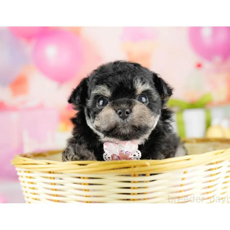 販売中の神奈川県のミックス犬-453023の11枚目