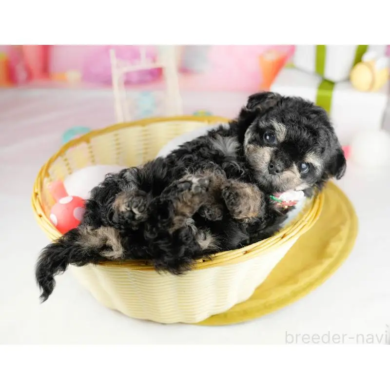 販売中の神奈川県のミックス犬-453023の10枚目