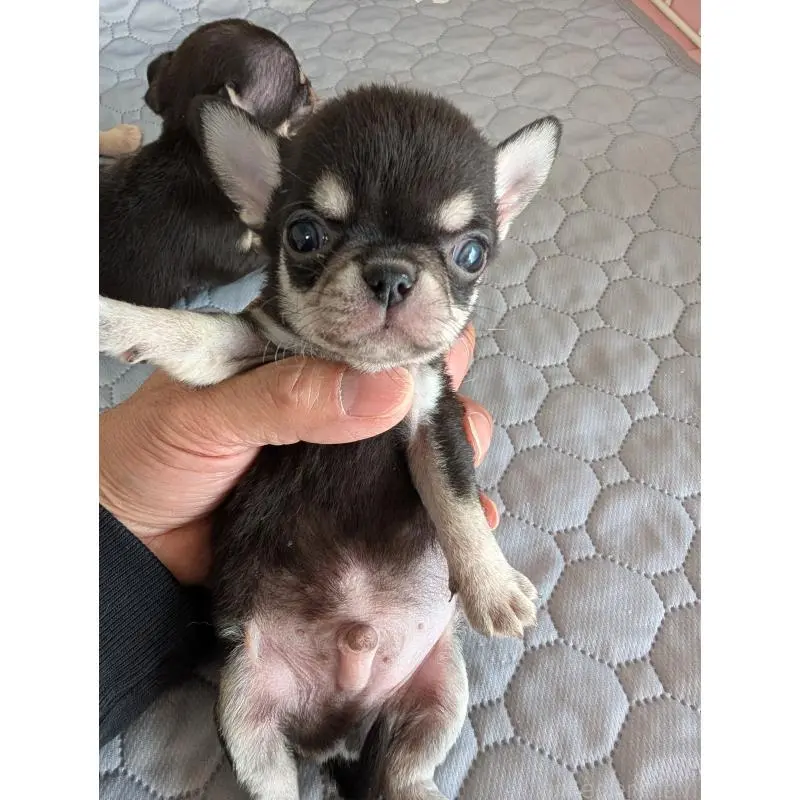 販売中の愛知県のチワワ(スムースコート)-452832