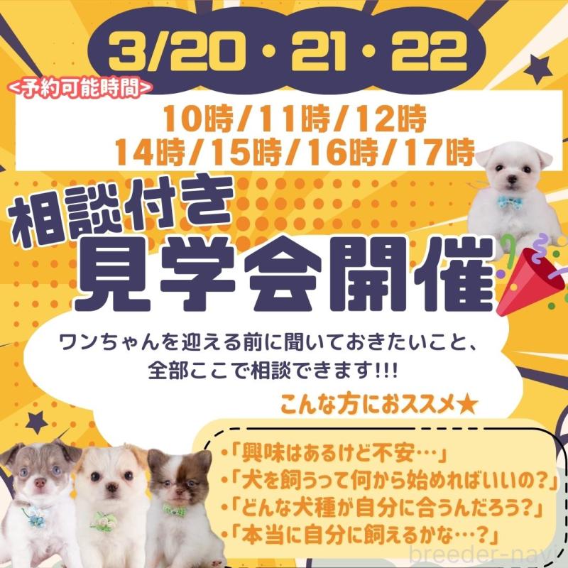 販売中の神奈川県のミックス犬-453023の5枚目
