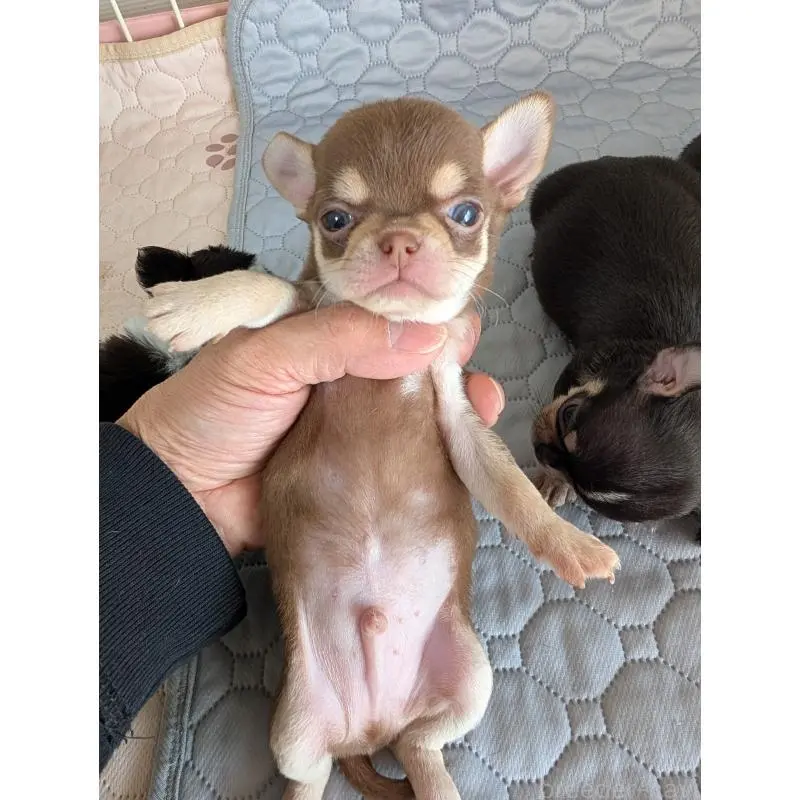 販売中の愛知県のチワワ(スムースコート)-452831