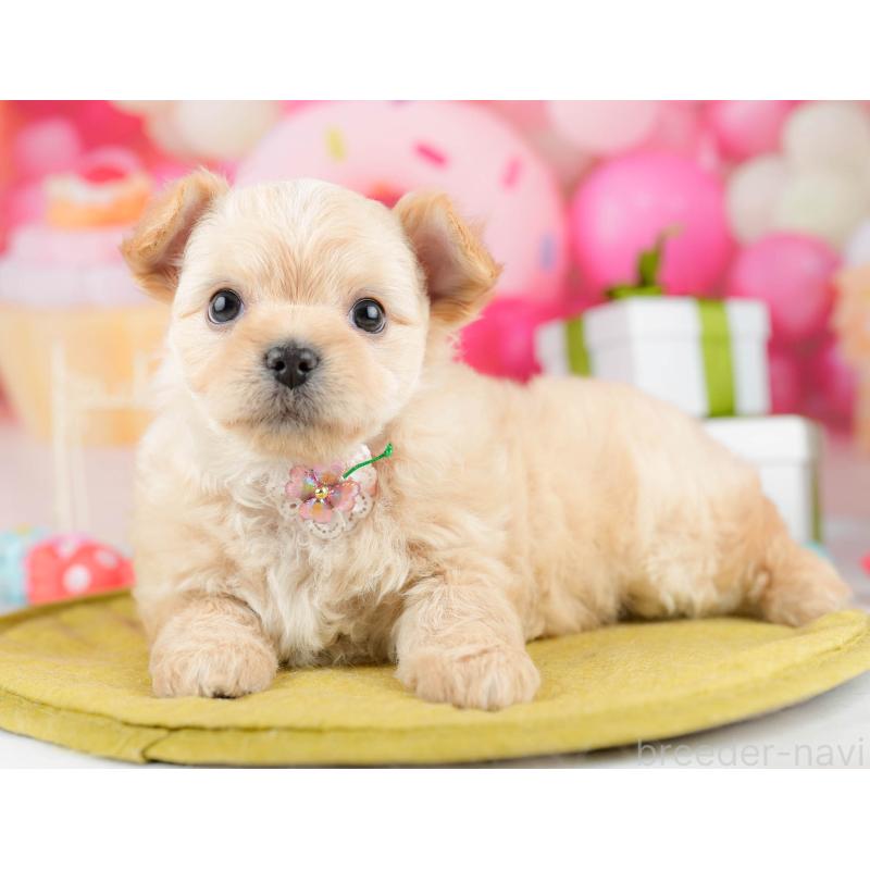 販売中の神奈川県のミックス犬-453024の15枚目