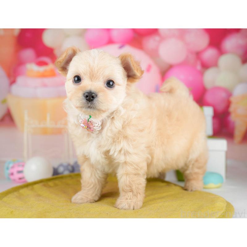 販売中の神奈川県のミックス犬-453024の14枚目