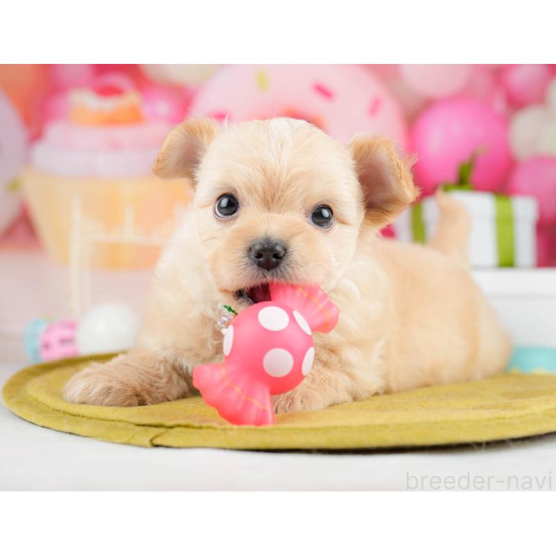 販売中の神奈川県のミックス犬-453024の13枚目