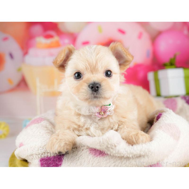 販売中の神奈川県のミックス犬-453024の12枚目