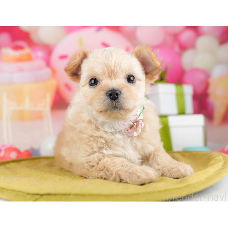 販売中の神奈川県のミックス犬-453024の11枚目