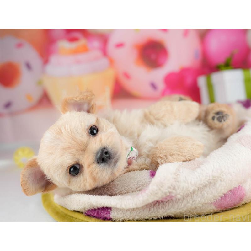 販売中の神奈川県のミックス犬-453024の10枚目