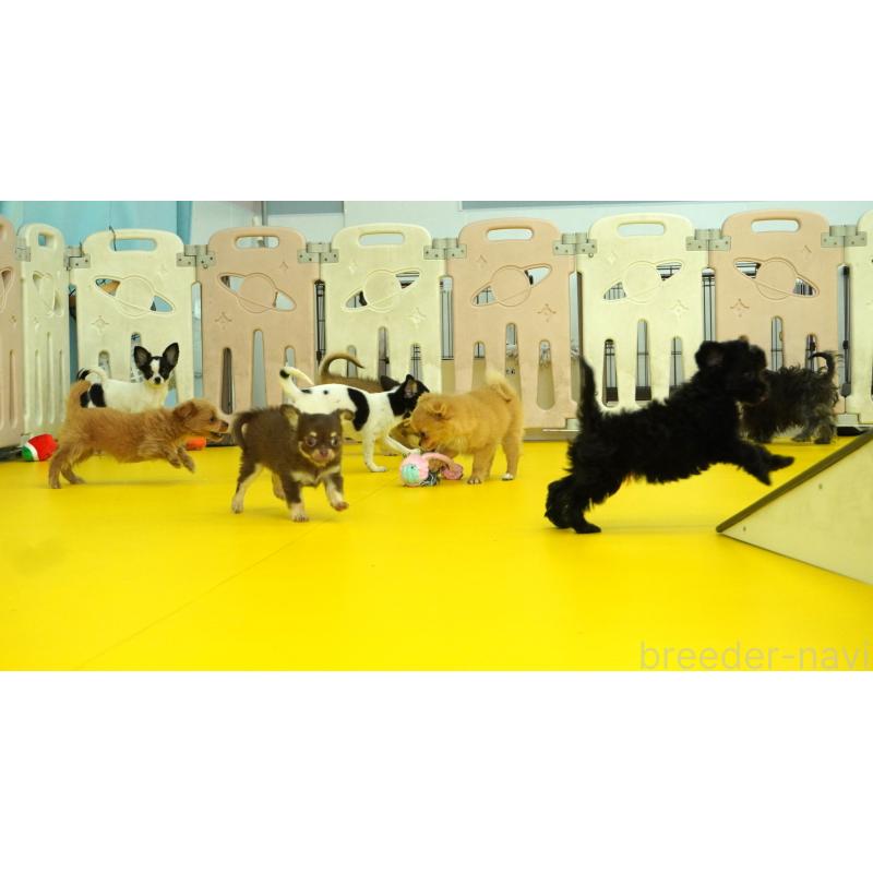 販売中の神奈川県のミックス犬-453024の4枚目