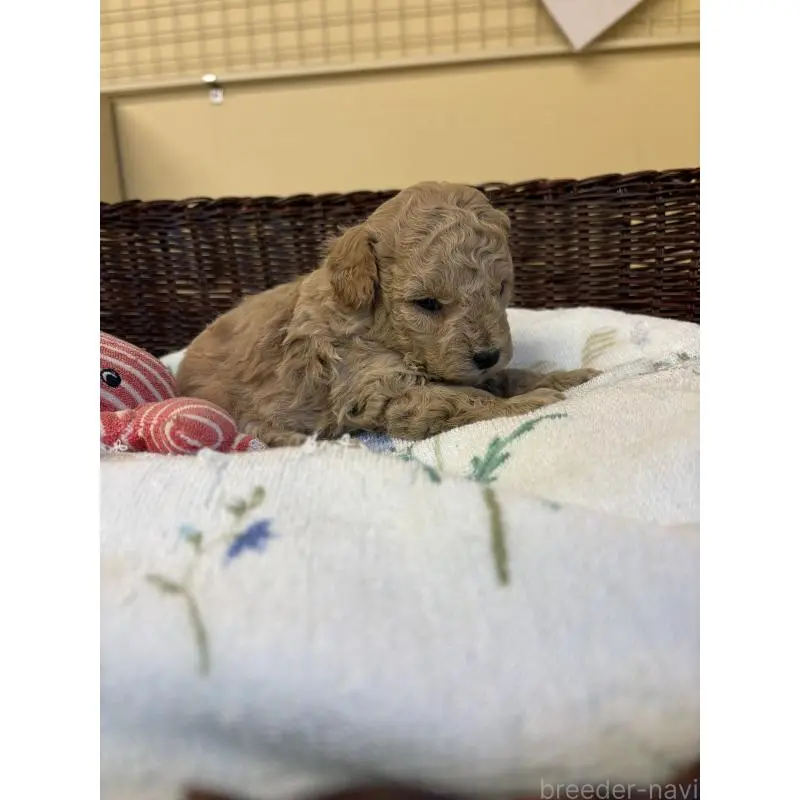 販売中の愛知県のトイプードル-453027の4枚目