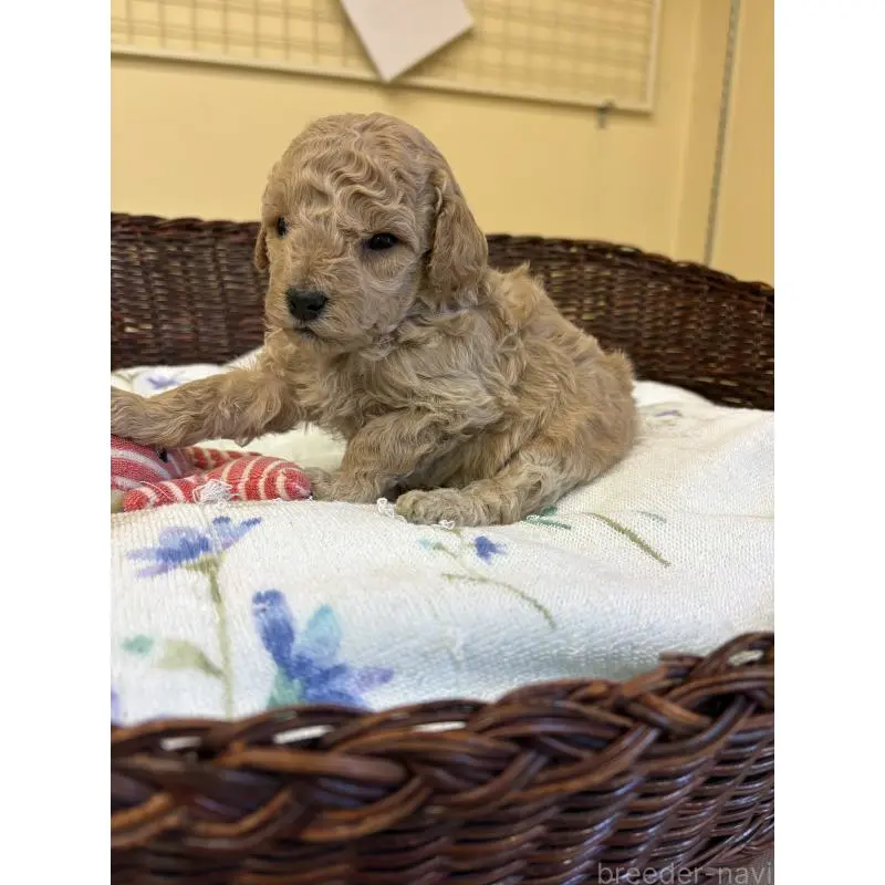 販売中の愛知県のトイプードル-453027の3枚目