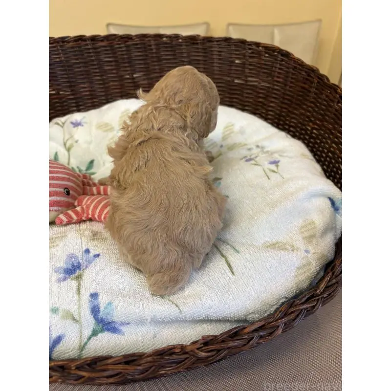 販売中の愛知県のトイプードル-453027の2枚目